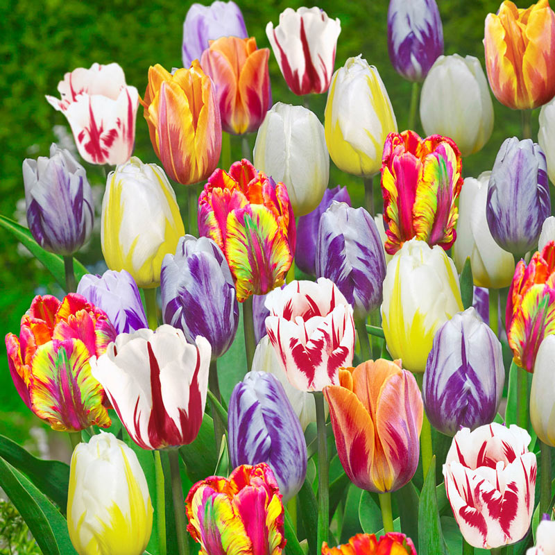 tulip flower seeds Flaming Beauties Tulip Collection Tulip Bulbs Blooms Species Growing –  Easytogrowbulb
