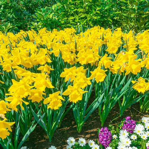 Yellow Trumpet Daffodil Narcissus Bulbs Blooms Species Growing Bonsai Roots Rhizomes Corms Tubers Potted Planting Reblooming Fragrant Garden Flower Seeds Plant