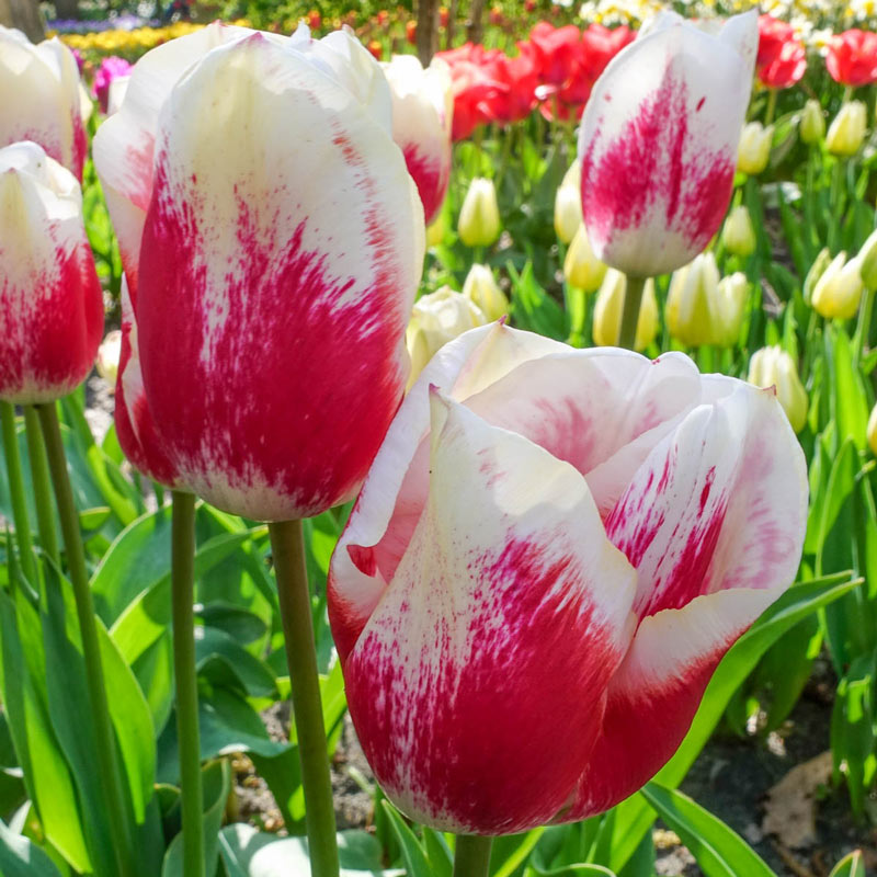 Tango Tulip Bulbs Blooms Species Growing Bonsai Roots Rhizomes Corms Tubers Potted Planting Reblooming Fragrant Garden Flower Seeds Plant