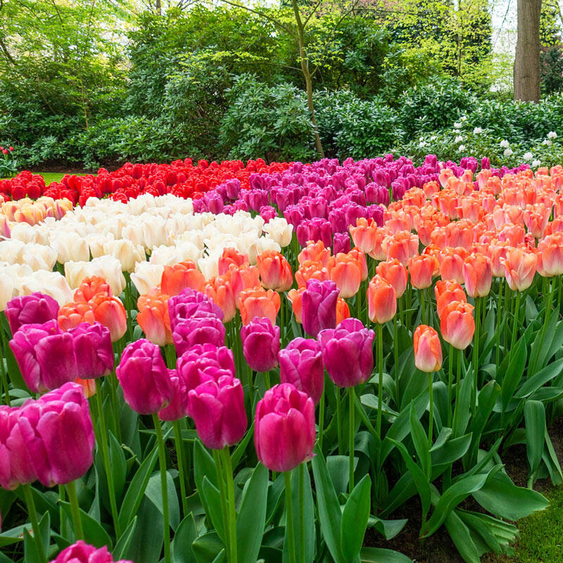 Pride Tulip Mixture Bulbs Blooms Species Growing Bonsai Roots Rhizomes Corms Tubers Potted Planting Reblooming Fragrant Garden Flower Seeds Plant