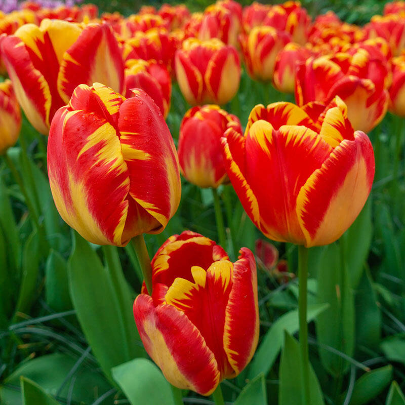 Banja Luka Tulip Bulbs Blooms Species Growing Bonsai Roots Rhizomes Corms Tubers Potted Planting Reblooming Fragrant Garden Flower Seeds Plant