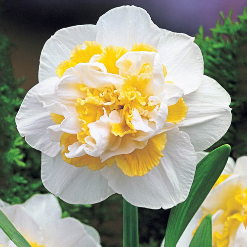 White Lion Daffodil Narcissus Bulbs Blooms Species Growing Bonsai Roots Rhizomes Corms Tubers Potted Planting Reblooming Fragrant Garden Flower Seeds Plant