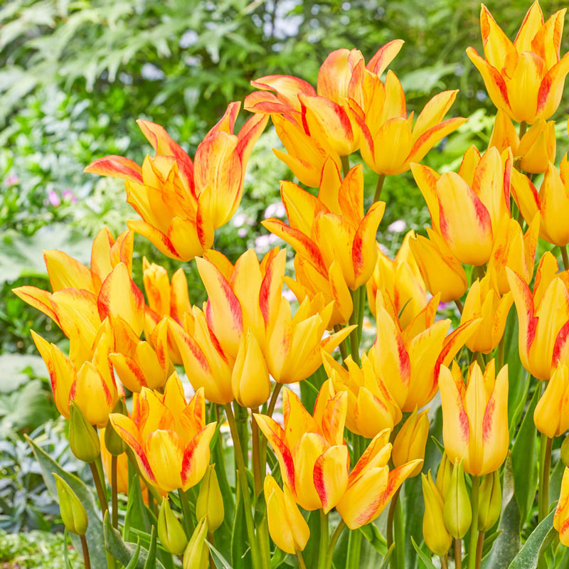 Royal Georgette Tulip Bulbs Blooms Species Growing Bonsai Roots Rhizomes Corms Tubers Potted Planting Reblooming Fragrant Garden Flower Seeds Plant