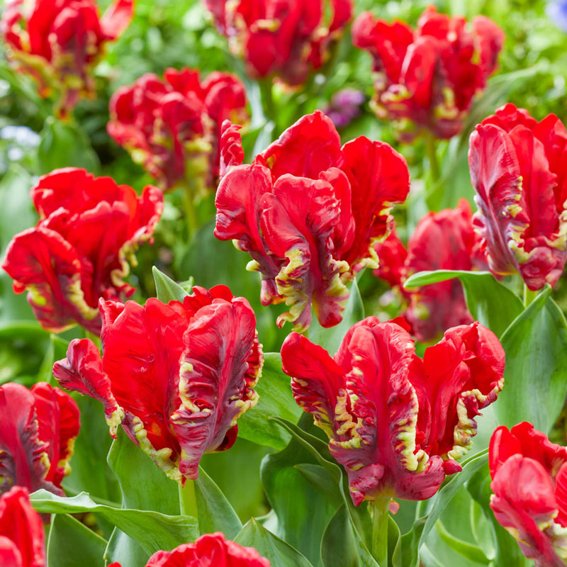 Seadov Parrot Tulip Bulbs Blooms Species Growing Bonsai Roots Rhizomes Corms Tubers Potted Planting Reblooming Fragrant Garden Flower Seeds Plant