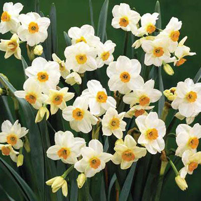 Tazetta Daffodil Geranium Narcissus Bulbs Blooms Species Growing Bonsai Roots Rhizomes Corms Tubers Potted Planting Reblooming Fragrant Garden Flower Seeds Plant