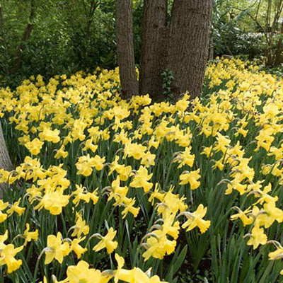 Trumpet Daffodil Golden Harvest Narcissus Bulbs Blooms Species Growing Bonsai Roots Rhizomes Corms Tubers Potted Planting Reblooming Fragrant Garden Flower Seeds Plant