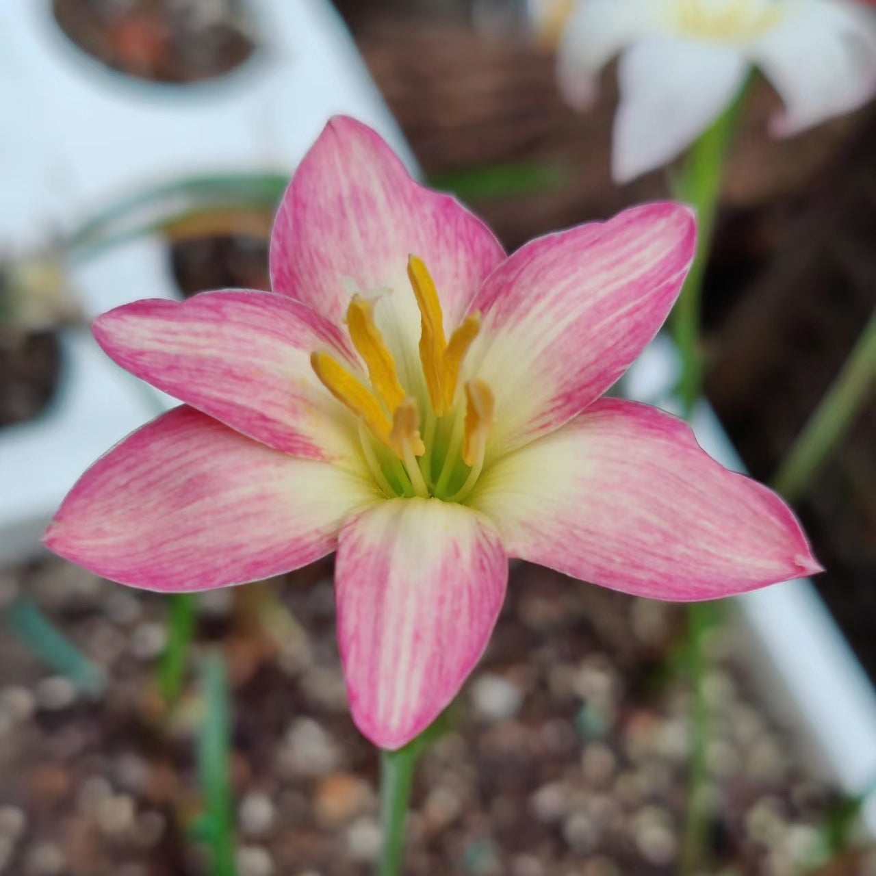 Rain Lily Bulbs/Cut Flower/Perennial/Rain Lily Bulbs For Planting/Long Flowering Time Healthy/Rain lily live plant