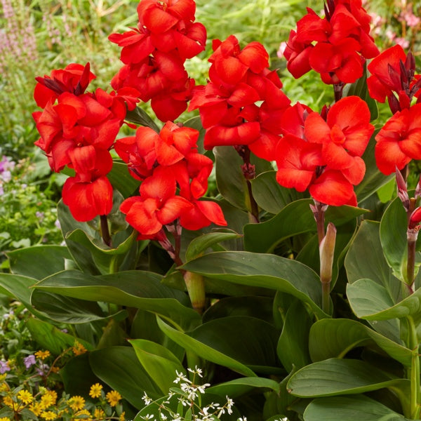 Red Canna Bulbs Perennial Growing Bonsai Roots Rhizomes Corms Tubers Potted Planting Reblooming Fragrant Garden Species Blooms Flower Seeds Plant Gardening