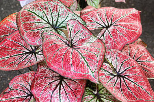 Tequila Sunrise Caladium Bulbs for Planting - Perennial Hosta, Elephant Ears, Fancy (5 Bulbs)