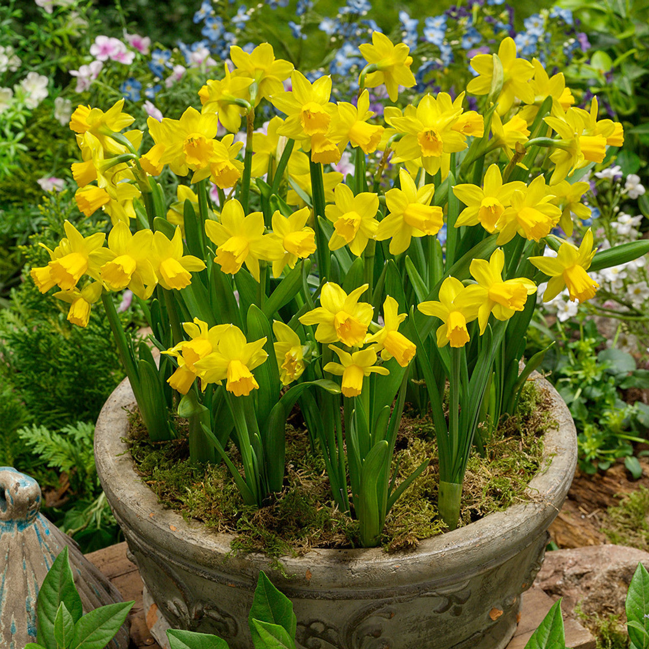 RHS AGM Dwarf Compact Narcissus Collection Daffodil Bulbs Blooms Species Growing Bonsai Roots Rhizomes Corms Tubers Potted Planting Reblooming Fragrant Garden Flower Seeds Plant