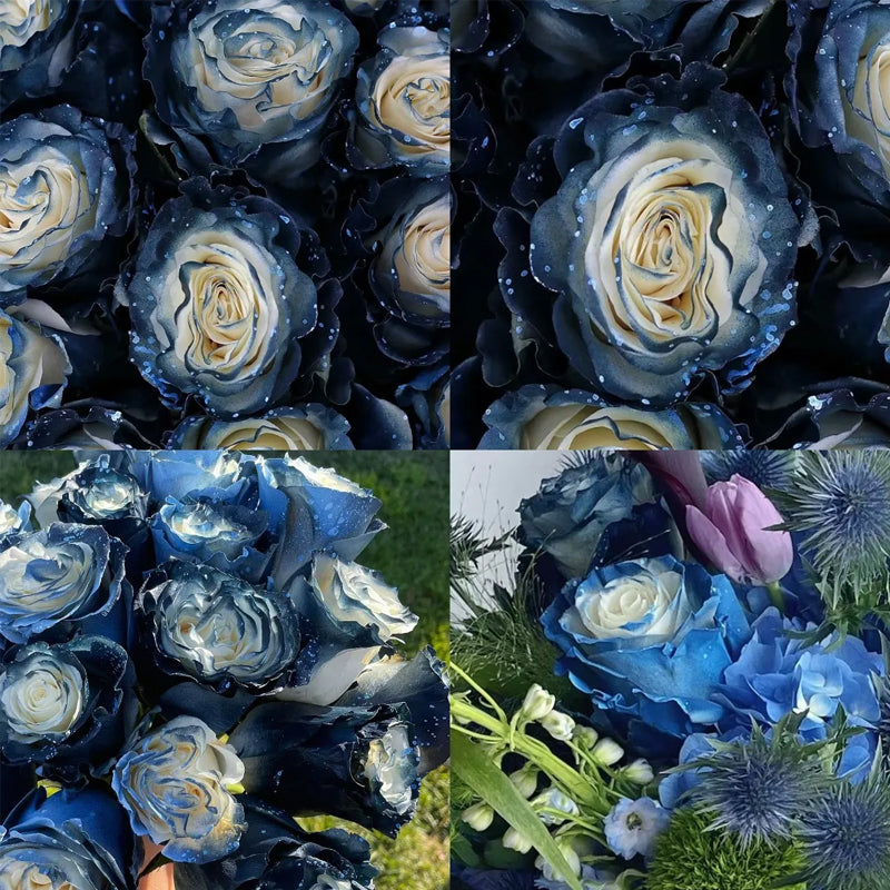 Starry Galaxy Rose - Rare Rose
