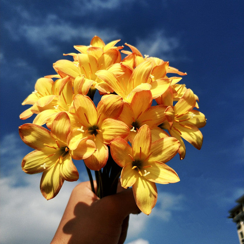 Rain lily bulbs for planting - rain lily live plant - zephyranthes bulbs - Suitable for gardens and flowerpots