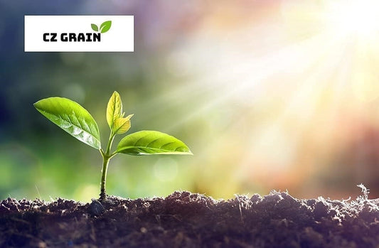 Mixed Color Tuberose Bulbs for Planting - Garden or Container Flowers