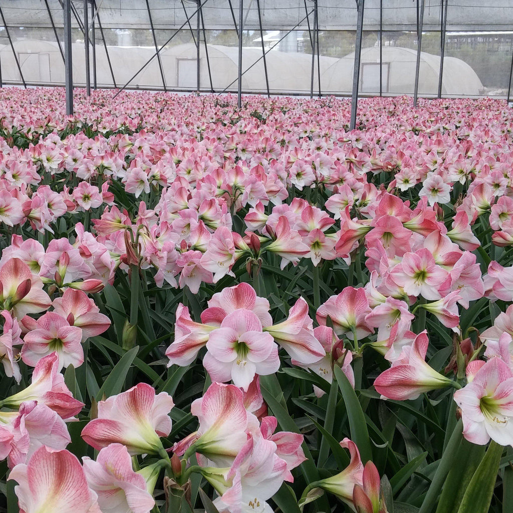 Apple Blossom Amaryllis Hippeastrum Blooms Species Growing Bonsai Bulbs Roots Rhizomes Corms Tubers Potted Planting Reblooming Fragrant Garden Flower Seeds Plant Size 12-16cm