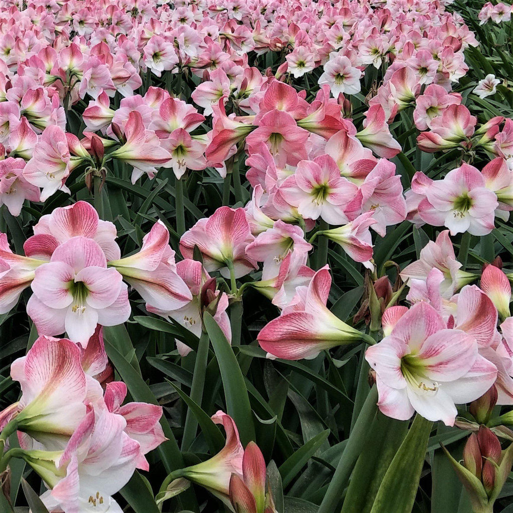 Apple Blossom Amaryllis Hippeastrum Blooms Species Growing Bonsai Bulbs Roots Rhizomes Corms Tubers Potted Planting Reblooming Fragrant Garden Flower Seeds Plant Size 12-16cm