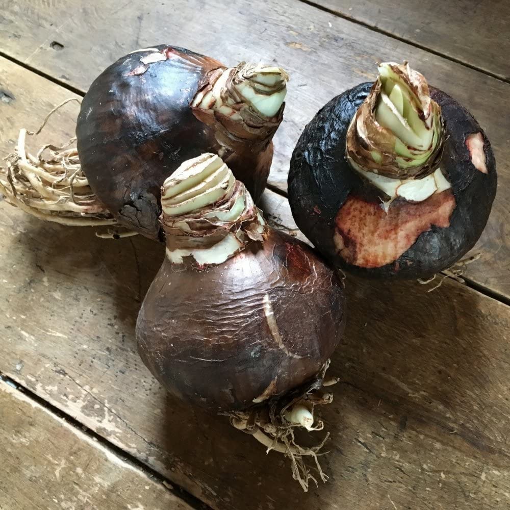 Arabian Night Amaryllis Hippeastrum Blooms Species Growing Bonsai Bulbs Roots Rhizomes Corms Tubers Potted Planting Reblooming Fragrant Garden Flower Seeds Plant Size 12-16cm