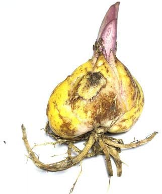 All Summer Lily Garden Lily Species Growing Bonsai Bulbs Roots Rhizomes Corms Tubers Potted Planting Reblooming Fragrant Garden Flower Seeds Plant