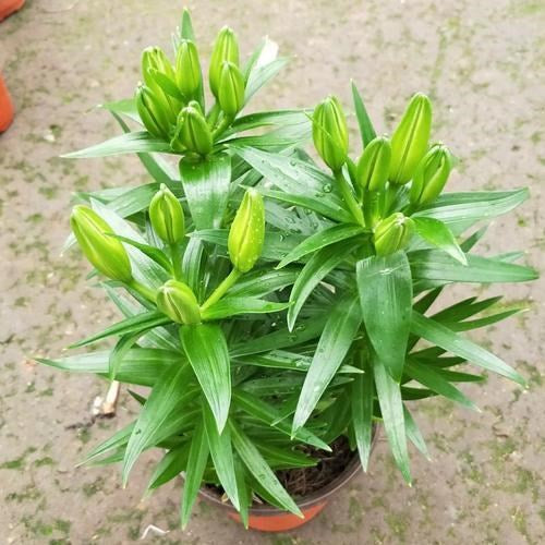 VendomeOriental Hybrid Lily Blooms Species Growing Bonsai Bulbs Roots Rhizomes Corms Tubers Potted Planting Reblooming Fragrant Garden Flower Seeds Plant