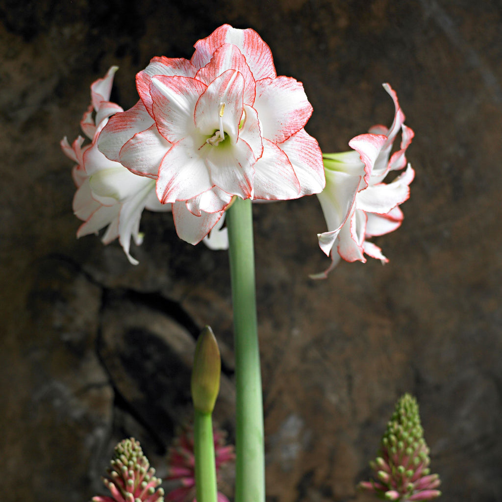 Aphrodite Amaryllis Hippeastrum Blooms Species Growing Bonsai Bulbs Roots Rhizomes Corms Tubers Potted Planting Reblooming Fragrant Garden Flower Seeds Plant Size 12-16cm