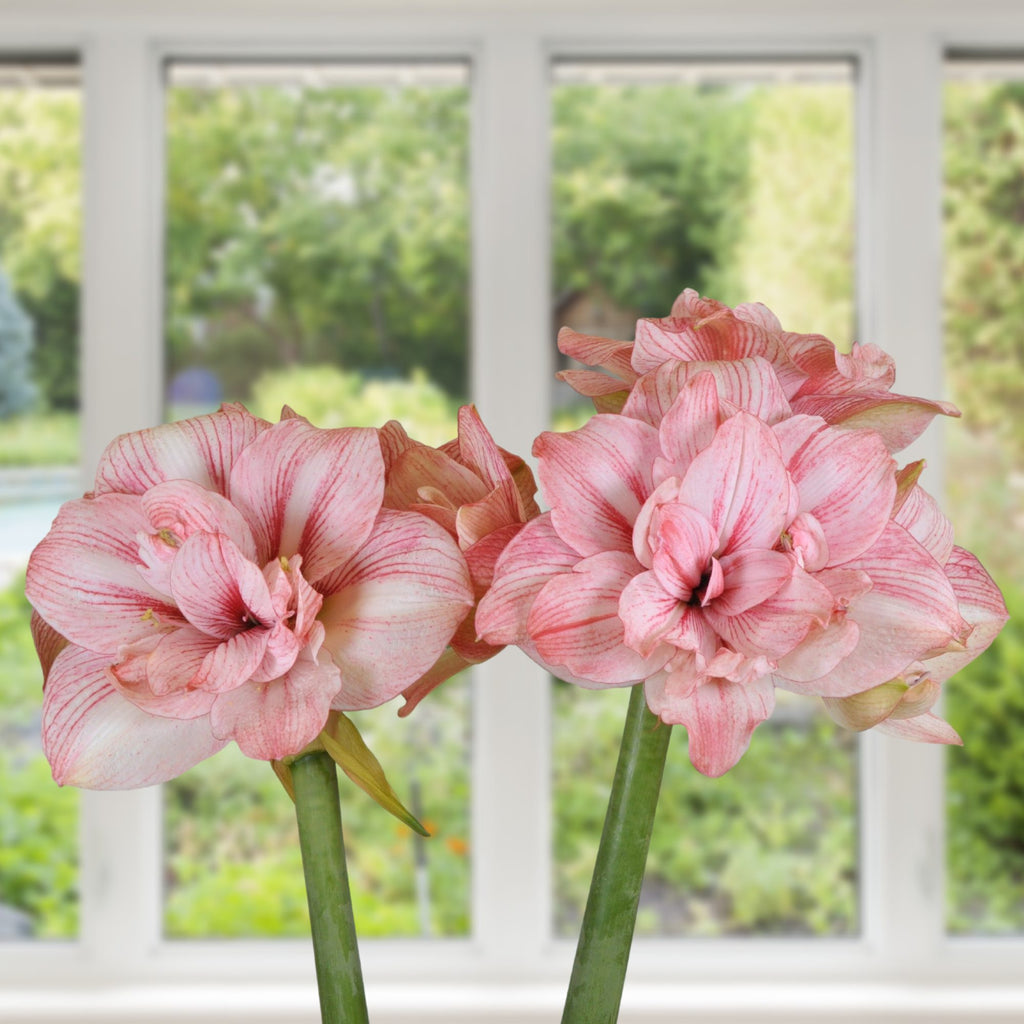 Replay Amaryllis Hippeastrum Blooms Species Growing Bonsai Bulbs Roots Rhizomes Corms Tubers Potted Planting Reblooming Fragrant Garden Flower Seeds Plant Size 12-16cm