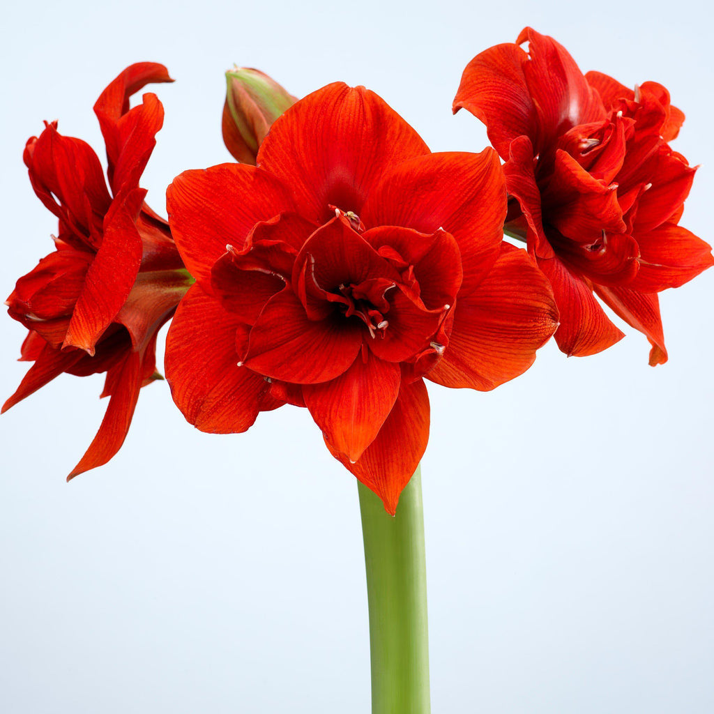 Red Peacock Amaryllis Hippeastrum Blooms Species Growing Bonsai Bulbs Roots Rhizomes Corms Tubers Potted Planting Reblooming Fragrant Garden Flower Seeds Plant Size 12-16cm