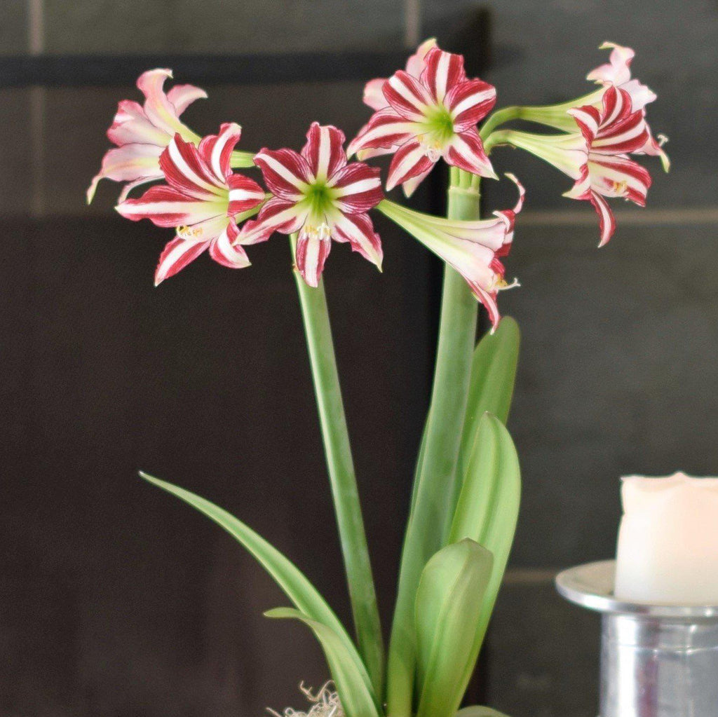 Santiago Amaryllis Hippeastrum Blooms Species Growing Bonsai Bulbs Roots Rhizomes Corms Tubers Potted Planting Reblooming Fragrant Garden Flower Seeds Plant Size 12-16cm