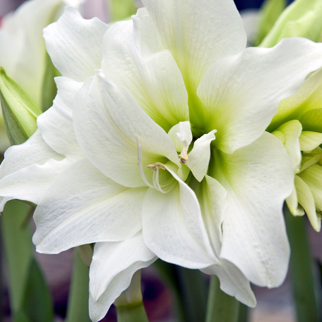 White Clouds Duo Amaryllis Hippeastrum Blooms Species Growing Bonsai Bulbs Roots Rhizomes Corms Tubers Potted Planting Reblooming Fragrant Garden Flower Seeds Plant Size 12-16cm