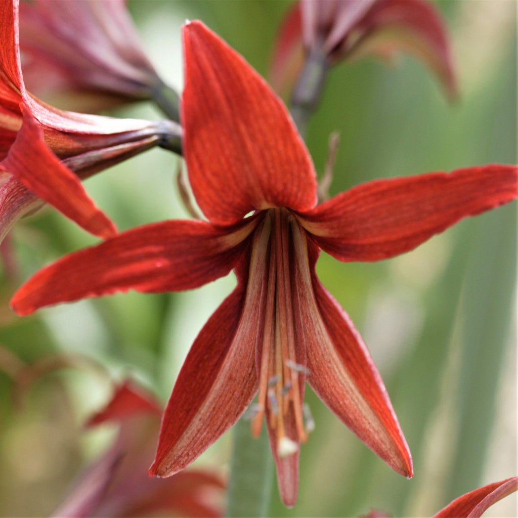 Sumatra Amaryllis Hippeastrum Blooms Species Growing Bonsai Bulbs Roots Rhizomes Corms Tubers Potted Planting Reblooming Fragrant Garden Flower Seeds Plant Size 12-16cm