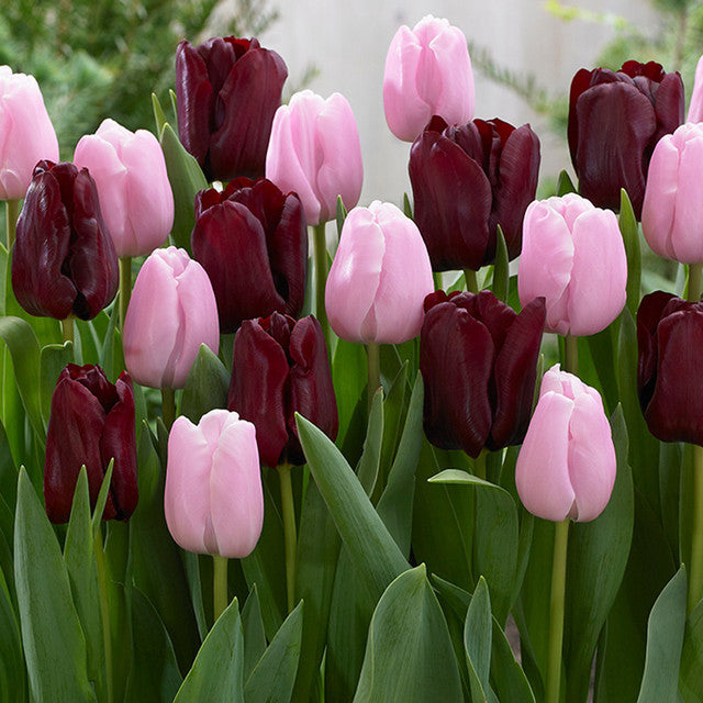 Black Tulip Bulbs Collection Blooms Species Growing Bonsai Roots Rhizomes Corms Tubers Potted Planting Reblooming Fragrant Garden Flower Seeds Plant