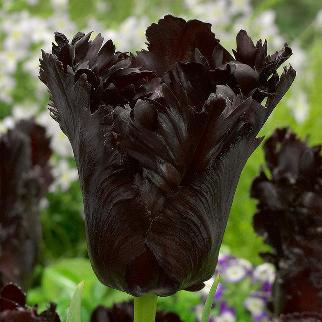 Black Tulip Bulbs Collection Blooms Species Growing Bonsai Roots Rhizomes Corms Tubers Potted Planting Reblooming Fragrant Garden Flower Seeds Plant