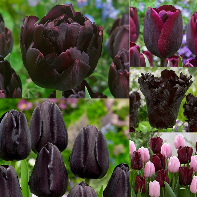 Black Tulip Bulbs Collection Blooms Species Growing Bonsai Roots Rhizomes Corms Tubers Potted Planting Reblooming Fragrant Garden Flower Seeds Plant