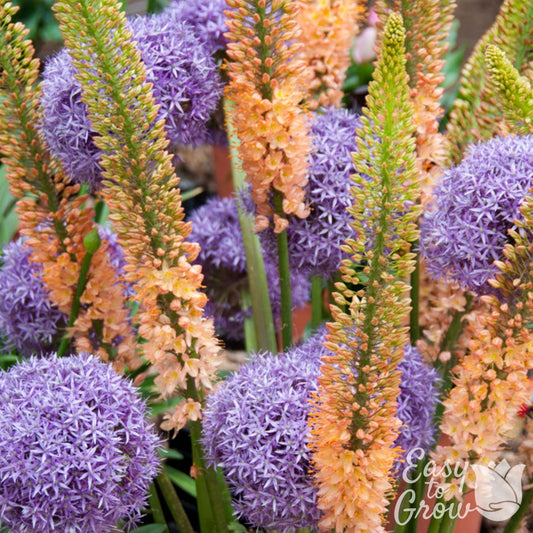 Allium & Eremurus - Spheres & Spires Blend