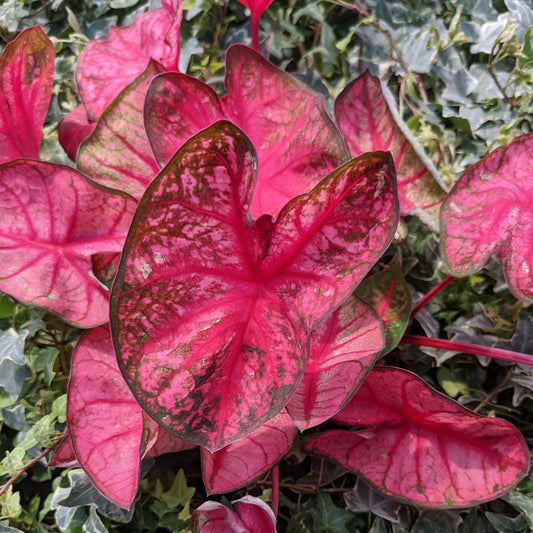 Caladium - Party Punch