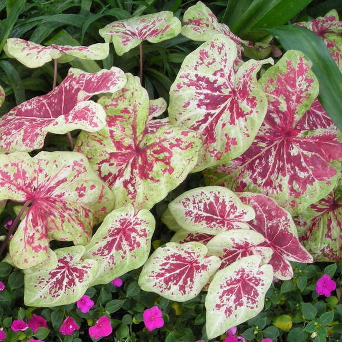 Caladium - Raspberry Moon