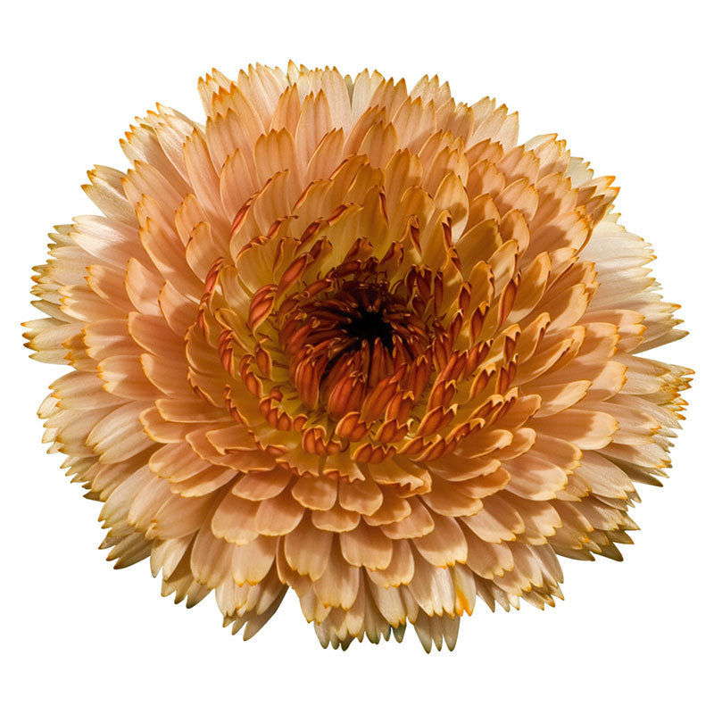 Calendula Touch of Red Buff Seed