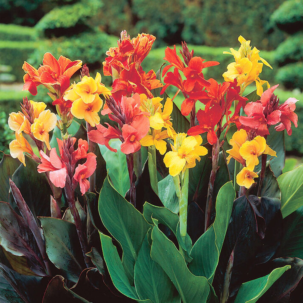 Canna Lily Tropical Sunset Mix Bulbs Perennial Growing Bonsai Roots R –  Easytogrowbulb