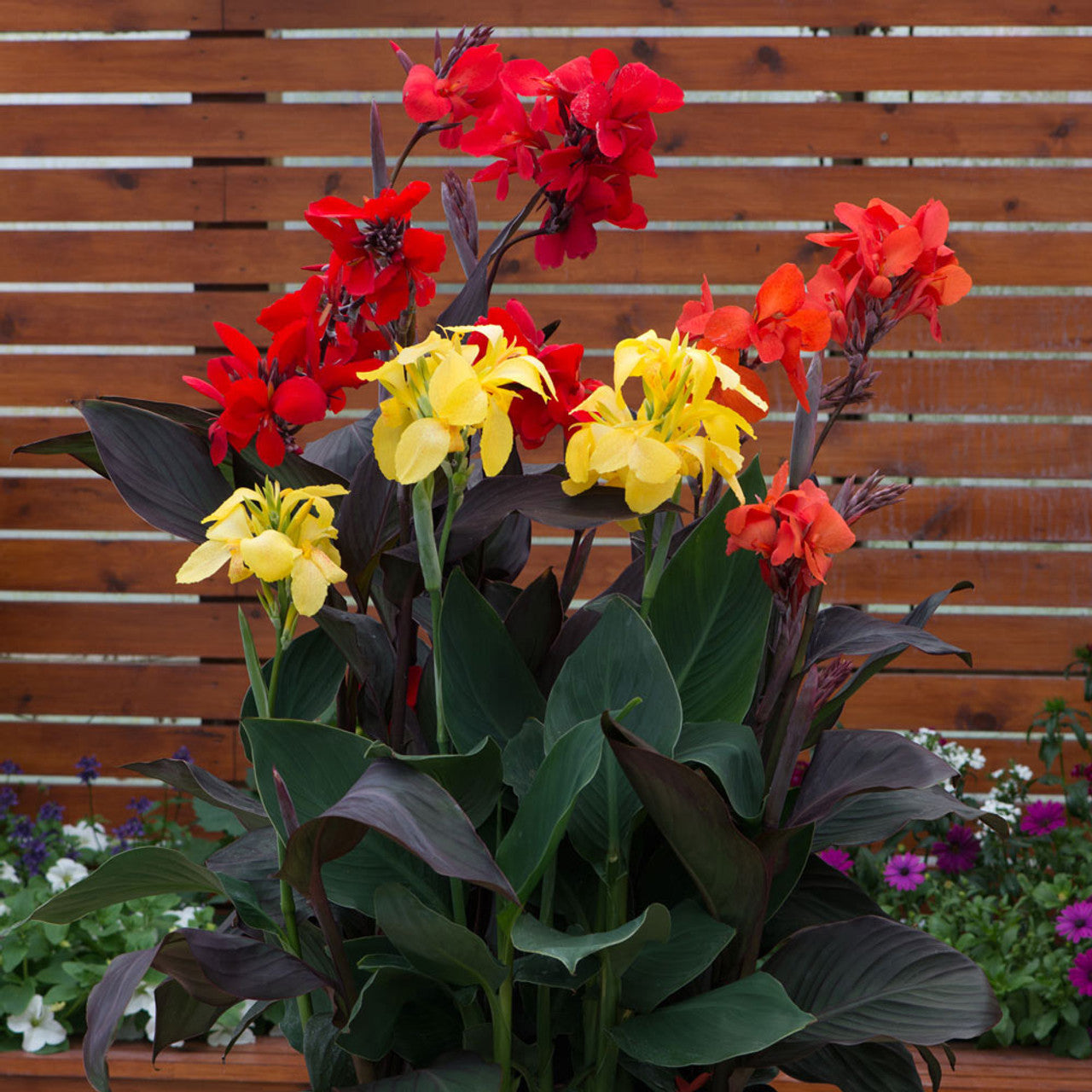 Canna Cannova Bronze Scarlet Bulbs Perennial Growing Bonsai Roots Rhizomes Corms Tubers Potted Planting Reblooming Fragrant Garden Species Blooms Flower Seeds Plant Gardening