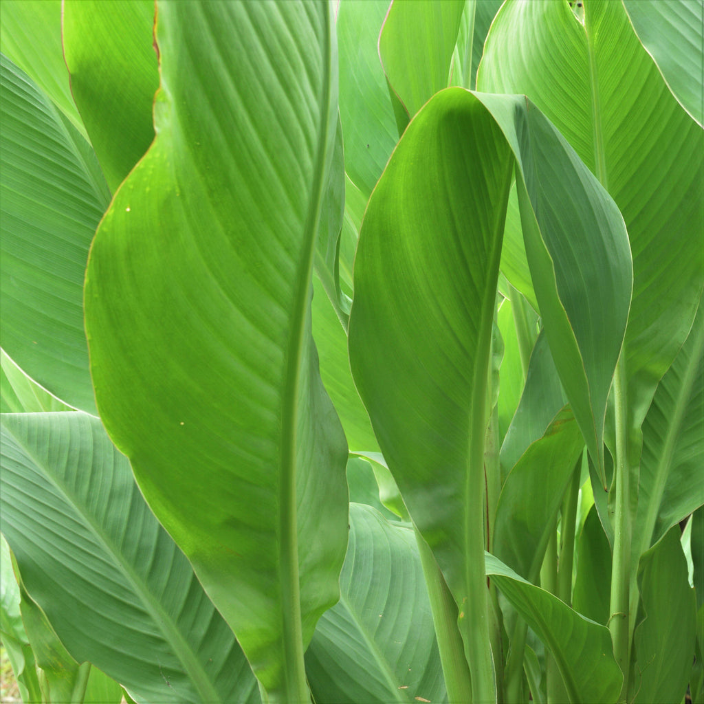 Canna Elite Moonshine Bulbs Perennial Growing Bonsai Roots Rhizomes Corms Tubers Potted Planting Reblooming Fragrant Garden Species Blooms Flower Seeds Plant Gardening
