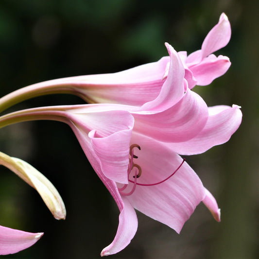 Amacrinum - Crinodonna Lily (Fragrant)