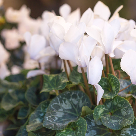 Cyclamen - Neapolitanum Album (Hardy)