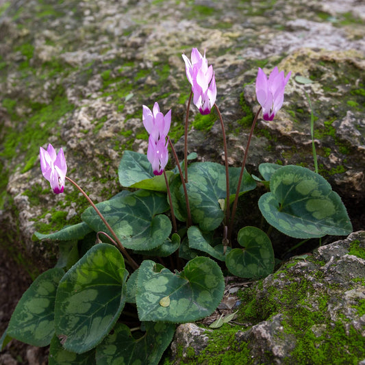 Cyclamen - Persicum (Florist Cyclamen)