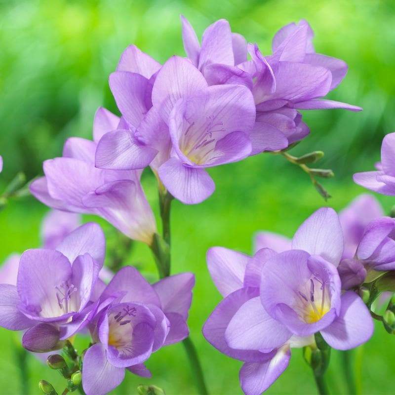 Blue Purple Freesia Bulbs Growing Bonsai Roots Rhizomes Corms Tubers Potted Planting Reblooming Fragrant Garden Species Blooms Flower Seeds Plant Gardening