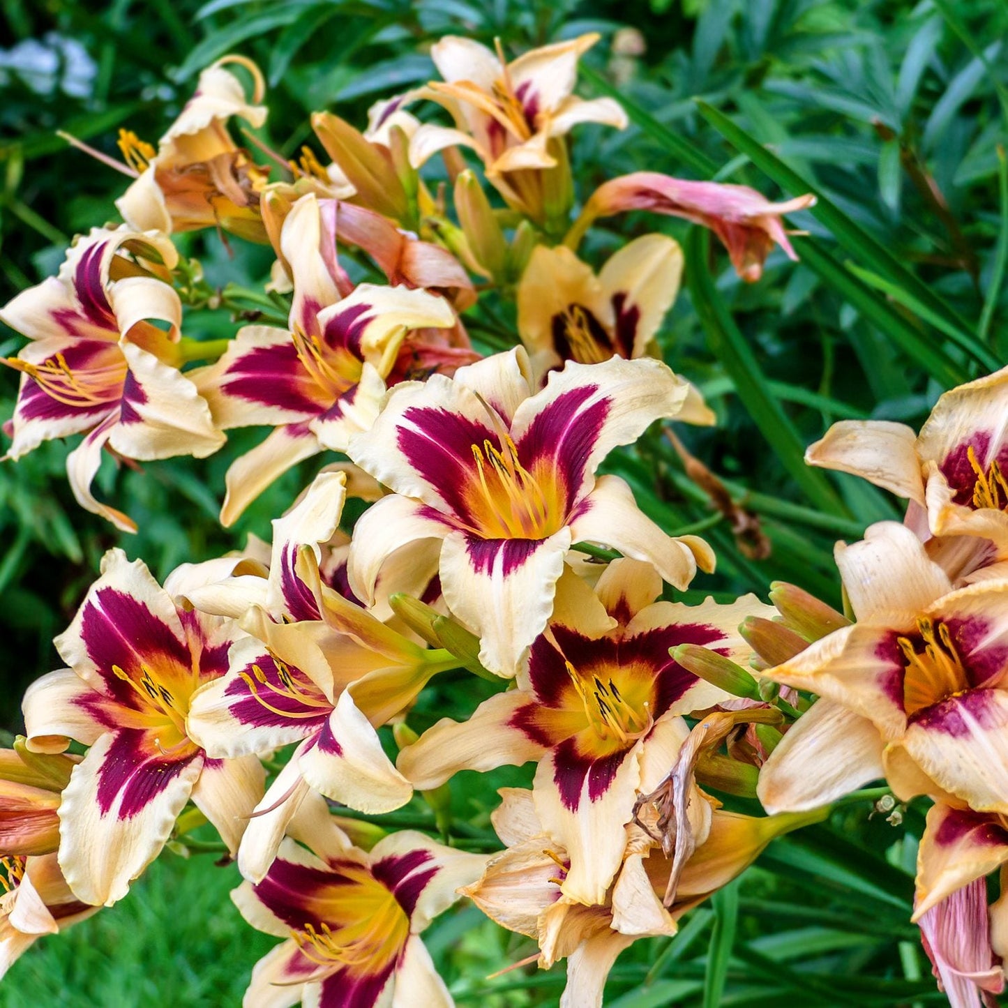 Daylily - Wild Horses