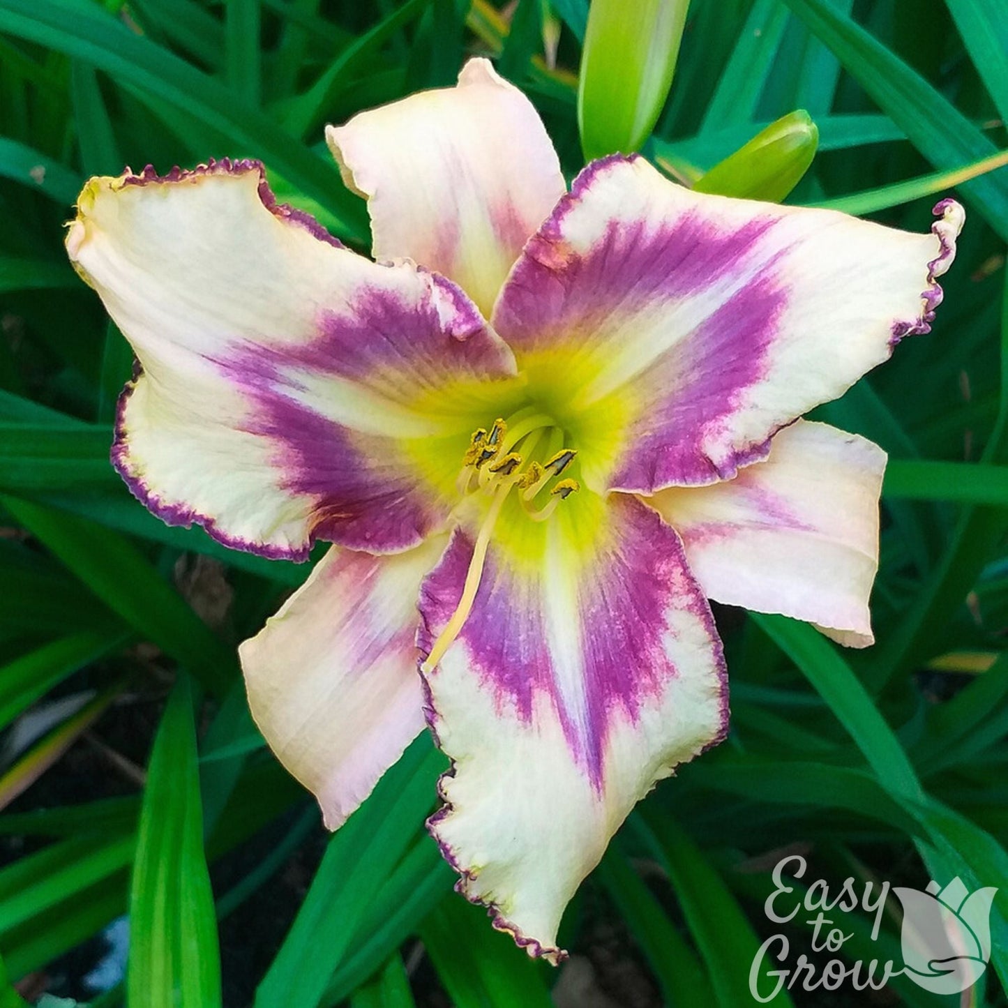 Daylily - Destined to See