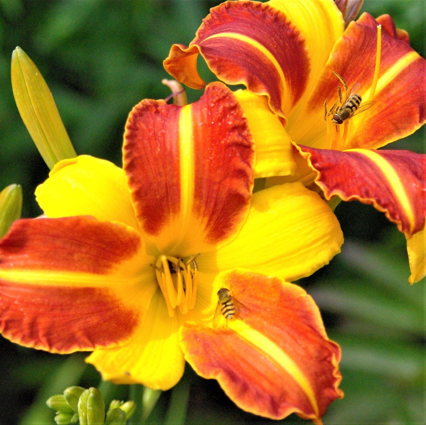 Daylily - Frans Hals