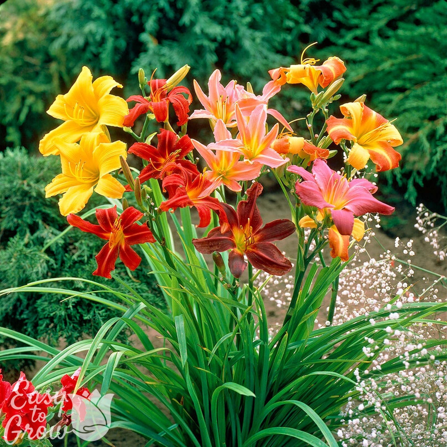 Daylily - Colorful & Carefree Collection