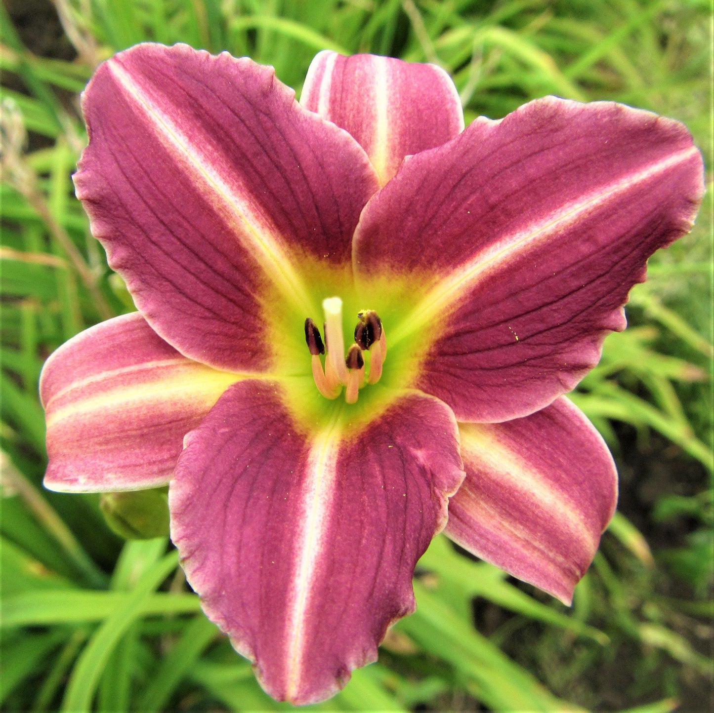 Daylily - Bumper Crop Mix