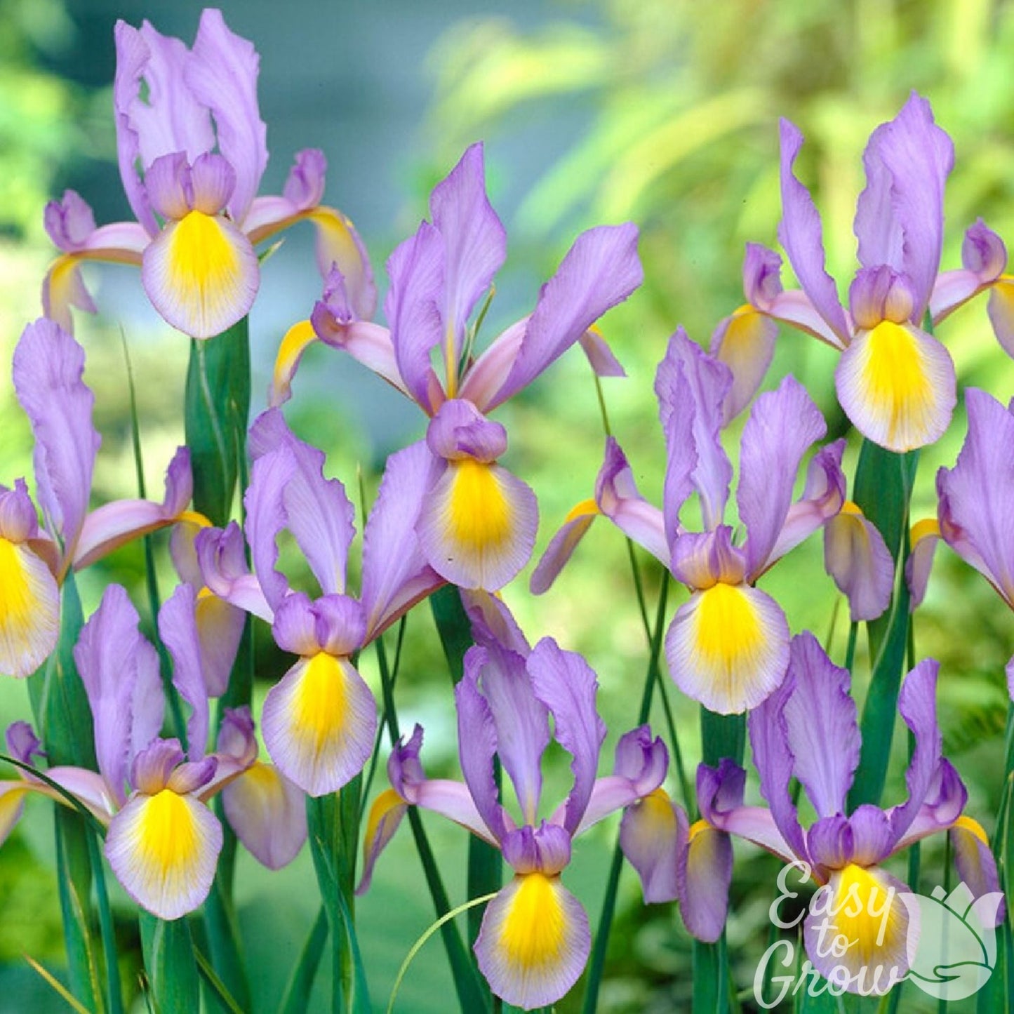 Dutch Iris - Rosario