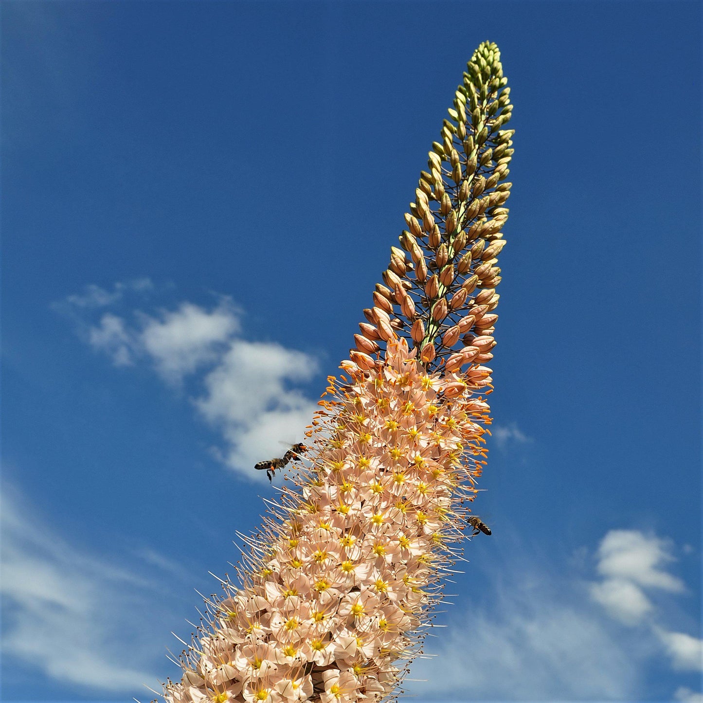 Eremurus - Cleopatra