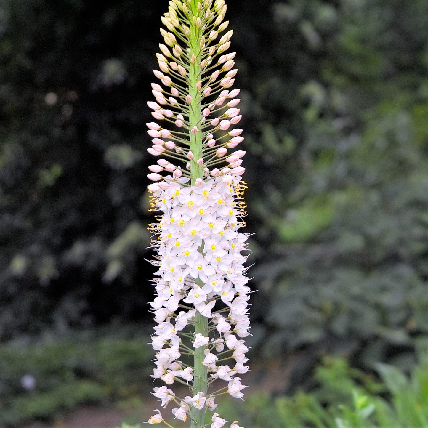 Eremurus - Shelford Hybrid Mix